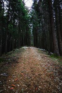 Dirt road amidst trees in forest