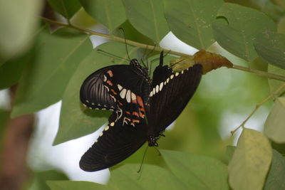 Close-up of butterfly pollinating flower