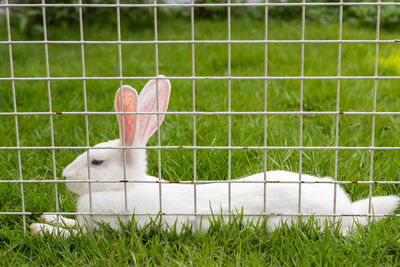 Close-up of small fence on grass