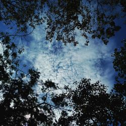 Low angle view of trees against sky