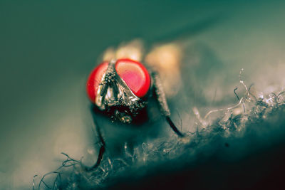 Macro photography of housefly.