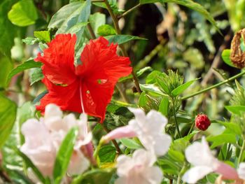 Close-up of red flowers blooming outdoors