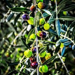 Close-up of berries growing on tree