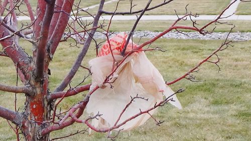 Bird hanging on tree