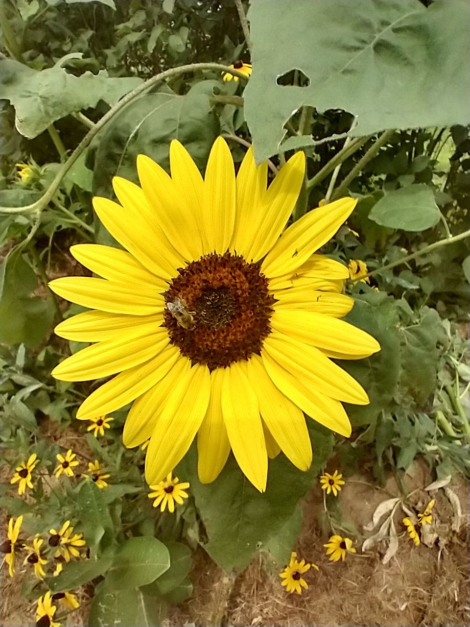 flower, flowering plant, plant, yellow, freshness, flower head, sunflower, beauty in nature, growth, petal, inflorescence, fragility, nature, pollen, close-up, leaf, plant part, no people, high angle view, field, day, sunflower seed, outdoors, land, botany, green, wildflower, springtime, sunlight