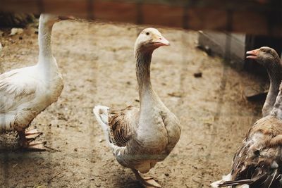 Close-up of geese on field