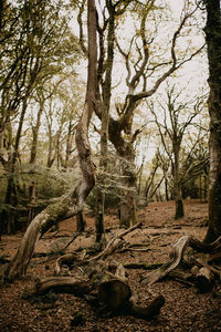 Trees in forest