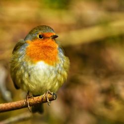 Close-up of bird perching on branch