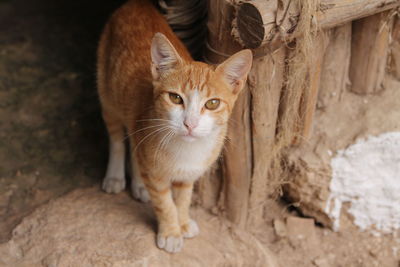 Portrait of cat standing outdoors