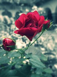 Close-up of red rose