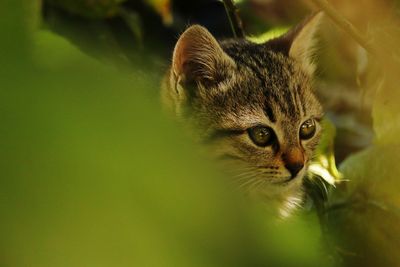 Close-up portrait of cat