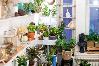 House plants in a stylish interior of a room at home in pots. the concept of home gardening. 