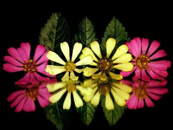 Close-up of flowers against black background