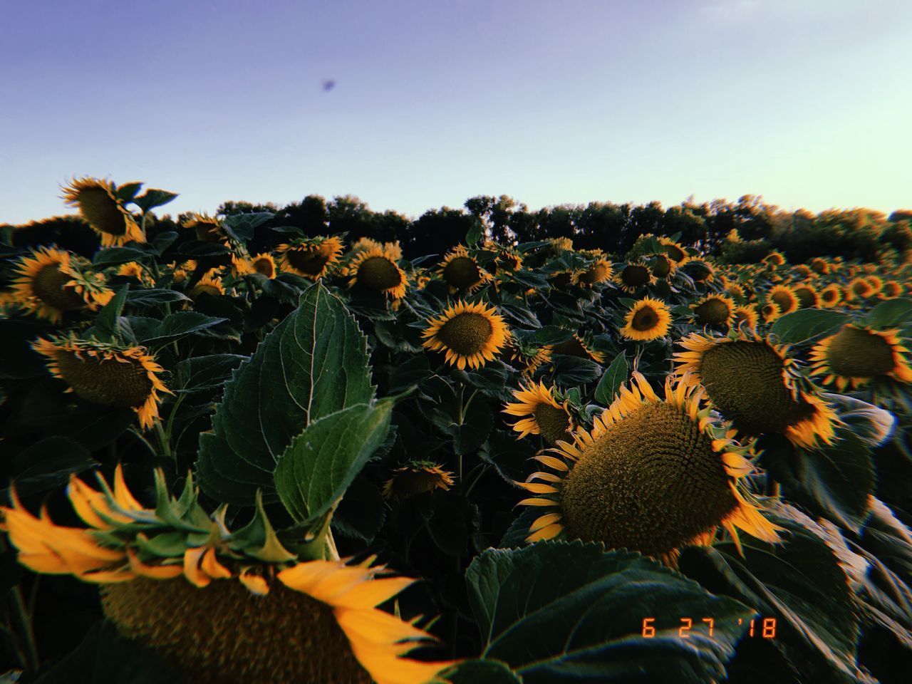 CLOSE-UP OF SUNFLOWER ON FIELD