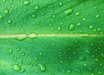 Full frame shot of green leaf