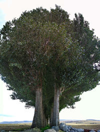 Low angle view of trees on field