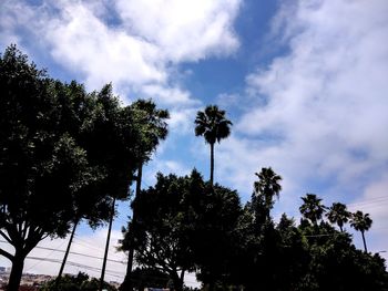 Low angle view of palm trees against sky