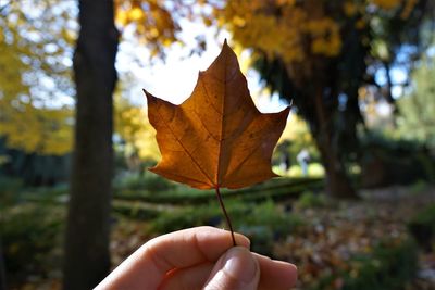 Person holding maple leaf during autumn