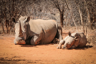 Rhinoceros resting against bare trees at forest