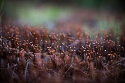 Close-up of plants on field