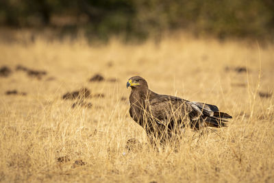 Side view of a bird on field