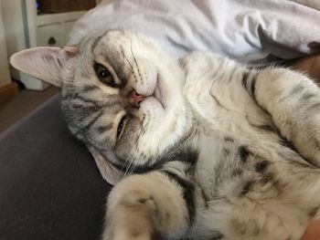 Close-up portrait of a cat relaxing on bed at home