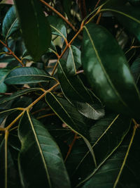 High angle view of leaves on plant