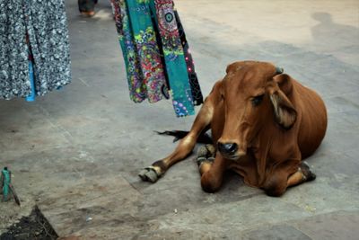 High angle view of dog on footpath