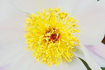 Close-up of yellow flower blooming outdoors