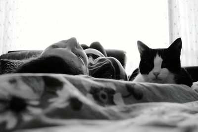 Cat relaxing on sofa