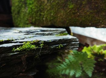 Close-up of moss on wood