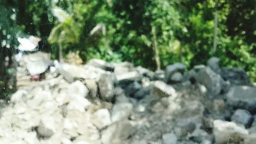 Trees reflecting in water