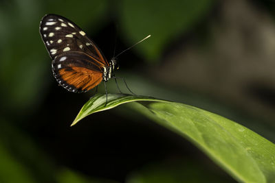 Tiger longwing butterfly perched on a leaf. heliconius hecale