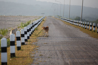 View of zebra crossing