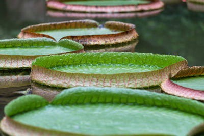 Close-up of green leaves