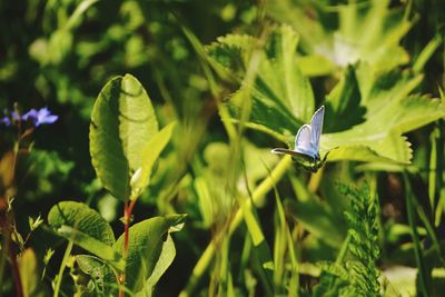 Close-up of butterfly on plant