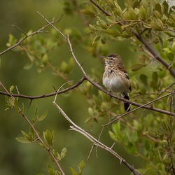 Close-up of bird perching on branch