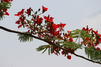 Low angle view of red flowering plant against sky