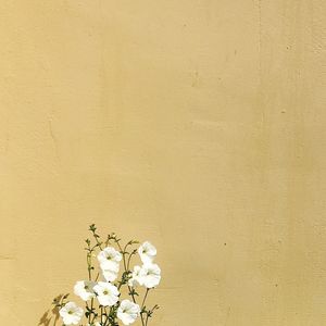 Close-up of flowers against wall
