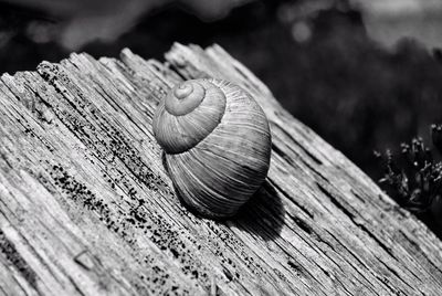 Close-up of wooden plank