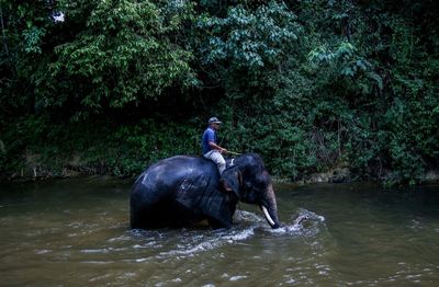 Side view of elephant in water