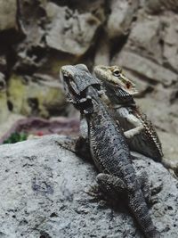 Close-up of lizard on rock