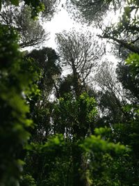 Low angle view of trees in forest