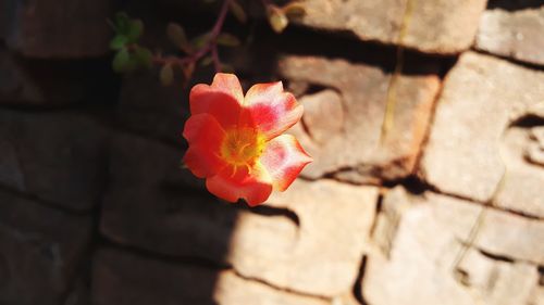 Close-up of red rose flower