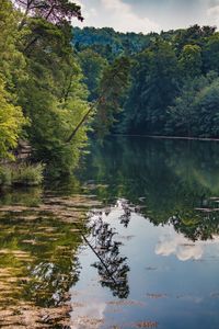 Scenic view of lake in forest against sky