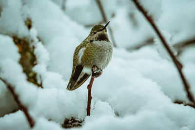 Low angle view of bird perching on snow