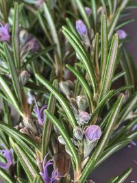 Close-up of purple crocus plant