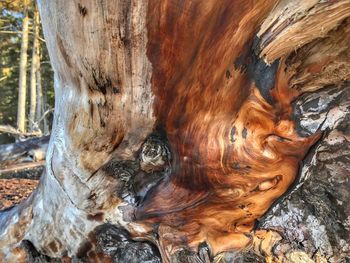 Close-up of tree trunk