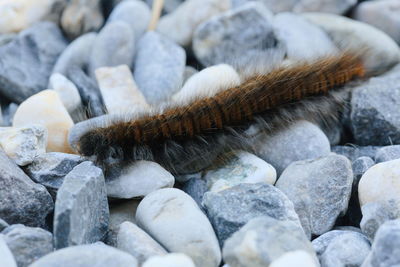 Close-up of caterpillar on pebbles.