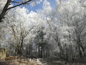 Close-up of trees against sky